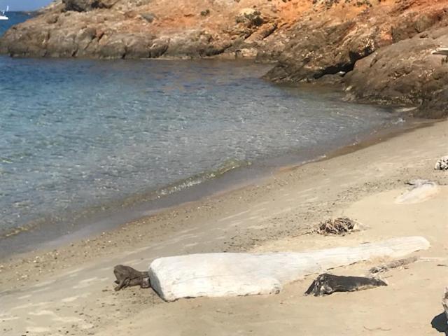 Ma Cabane De Pecheur Pieds Dans L'Eau - Lit Queen Size Saint-Mandrier-sur-Mer Exterior foto